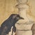 Modern Mantovani, Magpie, 1973, Watercolor For Sale - Image 3 of 5