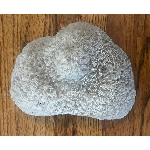 Shell Large Coral Piece For Sale - Image 7 of 7
