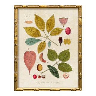 Contemporary Reproduction of Vintage Botanical Leaves (2) Art Print, Framed For Sale