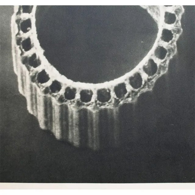 1930s 1935 Karl Blossfeldt Two-Sided Photogravure N 5-6 For Sale - Image 5 of 13