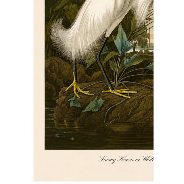 Not Yet Made - Made To Order Snowy Heron or White Egret, Museum Style Audubon Bird Print, 24" X 36" For Sale - Image 5 of 12