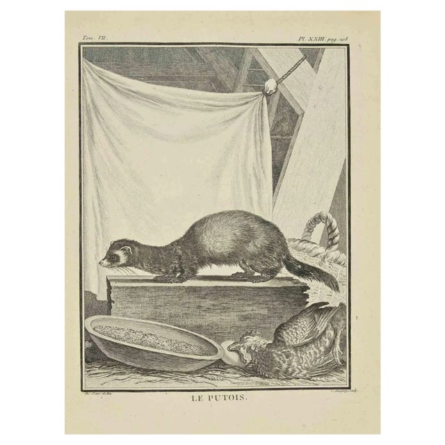 Jean Charles Baquoy, Le Putois, Etching, 1771 For Sale