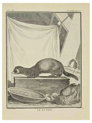 Jean Charles Baquoy, Le Putois, Etching, 1771