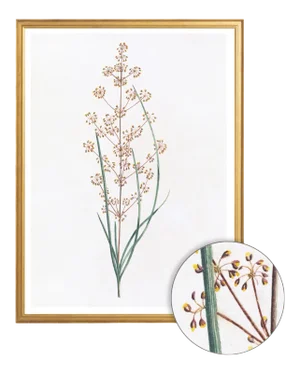 Celerie Kemble Curated Australian Botanical IV (36x48) in Gold Frame