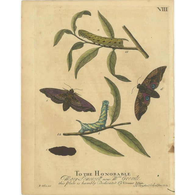 Early 18th Century Albin, Moths: Deaths-Head Hawk, Elephant Hawk, 1720, Prints, Set of 4 For Sale - Image 5 of 10
