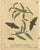 Early 18th Century Albin, Moths: Deaths-Head Hawk, Elephant Hawk, 1720, Prints, Set of 4 For Sale - Image 5 of 10