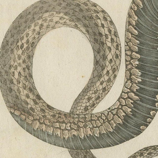 Bertuch, Two Snakes with Bold Head Markings, 1805, Print For Sale - Image 6 of 12