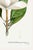 Not Yet Made - Made To Order Southern Magnolia, Redouté Botanical Print, 32" X 48" For Sale - Image 5 of 8