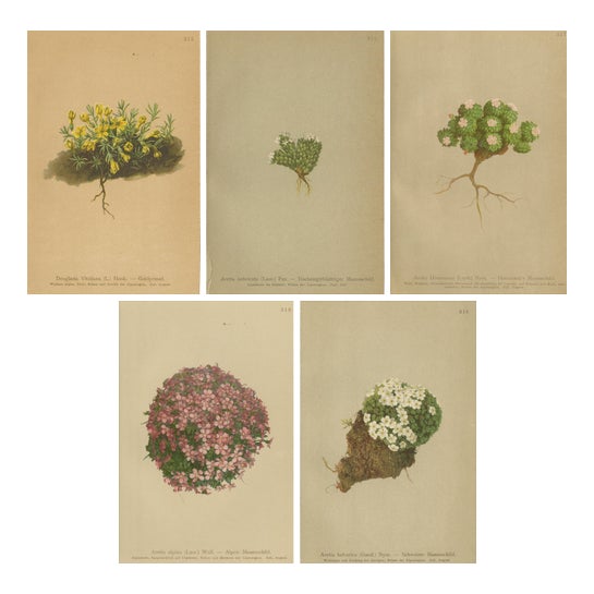Alpine Botanical Plates of Aretia & Douglasia, 1897, Set of 5 For Sale