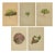 Alpine Botanical Plates of Aretia & Douglasia, 1897, Set of 5 For Sale