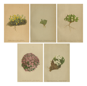 Alpine Botanical Plates of Aretia & Douglasia, 1897, Set of 5