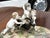 Porcelain Group Of Putti & The Goat Amalthea On Wooden Display Stand Sizes :- 40 cms wide, 25 cms tall, 22 cms depth In...