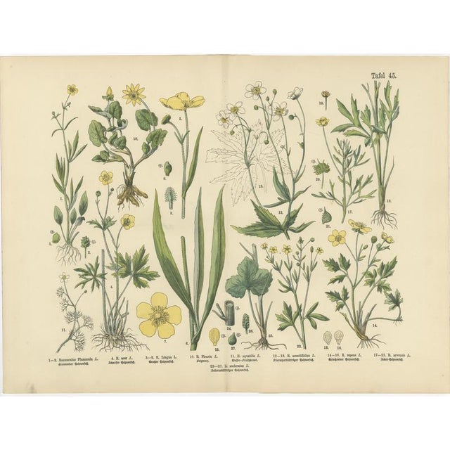 Paper Antique Botanical Charts of German Wildflowers, Stuttgart, 1885, Set of 6 For Sale - Image 7 of 9