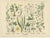 Paper Antique Botanical Charts of German Wildflowers, Stuttgart, 1885, Set of 6 For Sale - Image 7 of 9