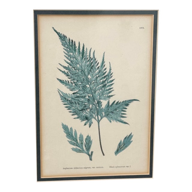 Antique Framed Fern Print For Sale