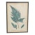 Antique Framed Fern Print For Sale