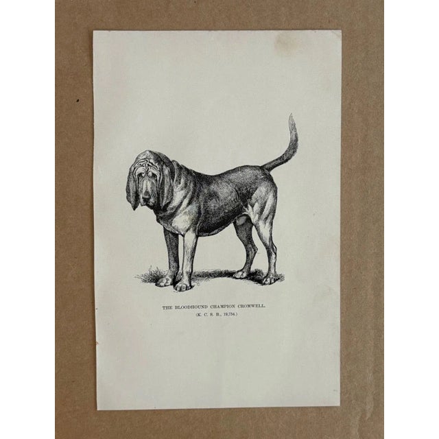Up for sale is this charming antique dog print from a veterinary guide published in the 1890s and illustrating breed...