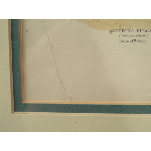 Blue Framed Fish Print Antique "Leaves From the Book of Nature" Leaf No. 3 Pub Dublin 1850 For Sale - Image 8 of 8