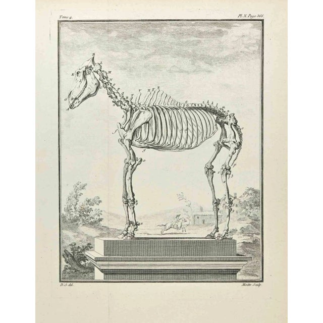 Skeleton is an etching made by Jean Gullaume Moitte in 1771. It belongs to the suite "Natural, general and particular...