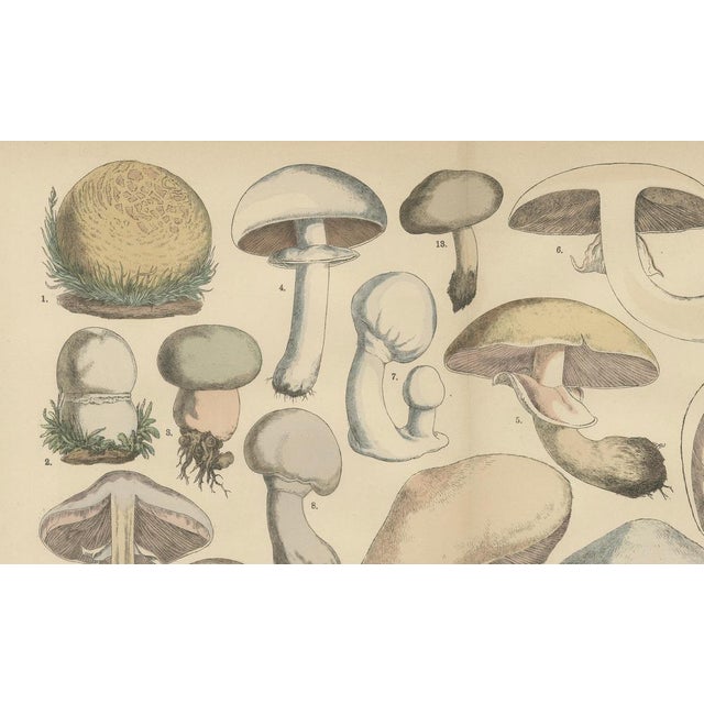 Late 19th Century Fünfstück, Agaricus Mushrooms, 1885, Paper For Sale - Image 5 of 10