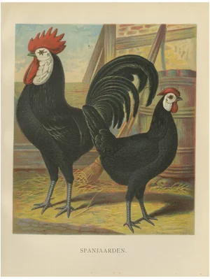 The Distinguished Spanish Chicken, 1888, Paper