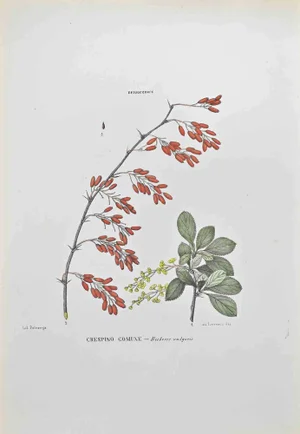 Vincenzo Tenore, Common Barberry, Lithograph, 1870s