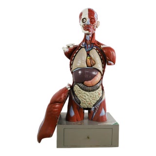 Anatomical Medical Teaching Display, circa 1960 For Sale