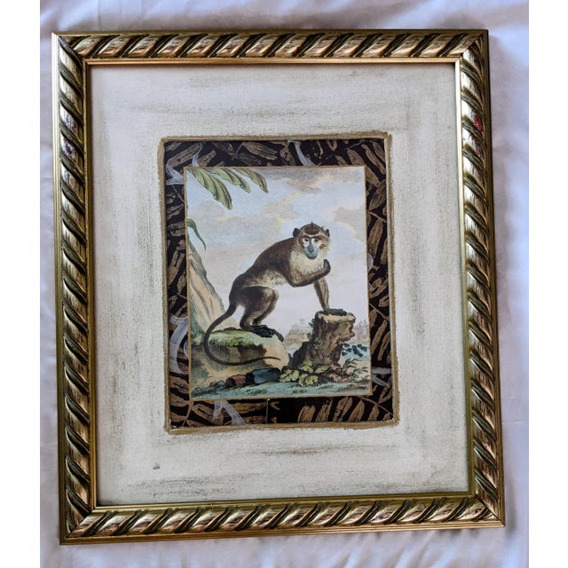 Late 20th Century Hand-Colored Engravings of Monkeys After G. Buffon, Framed - Set of 4 For Sale - Image 4 of 13