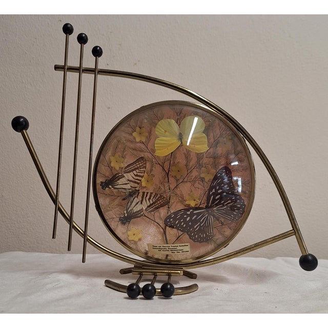 Mid-Century Mood Table Lamp with Brass Frame and Backlit Butterfly Collage, 1960s For Sale - Image 6 of 9