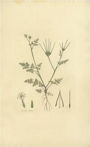 Curtis, Botany Illustration of Scandix Pecten-Veneris, 1817, Print