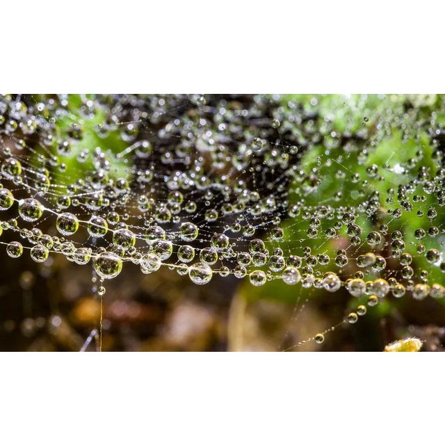 Droplets 1 - Limited edition pigment print - Limited Editions of 5 Close-up of dewdrops on a spider's web. This is an...
