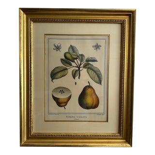 1768 French Botanical Print by Duhamel Du Monceau, Made From Original Hand Colored Copper Engraving. For Sale