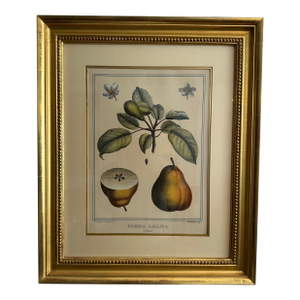 1768 French Botanical Print by Duhamel Du Monceau, Made From Original Hand Colored Copper Engraving.