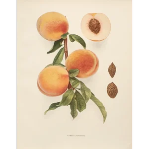 1900s U. P. Hedrick, Original Antique Photogravure of Family Favorite Peaches