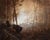 Veiled Guardians, Micah 7:7 by Thomas Kegler | Oil on board Bison in a misty forest setting. For Sale