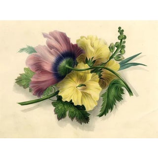 James Holland OWS, Hibiscus & Poppy Flower, 1825, Watercolour Painting For Sale
