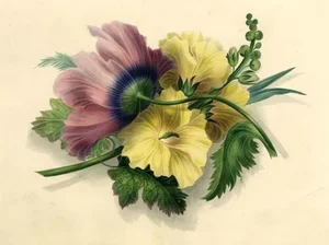 James Holland OWS, Hibiscus & Poppy Flower, 1825, Watercolour Painting