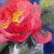 Peony by Yana Beylinson | Oil on board Red peony flower with green leaves. For Sale