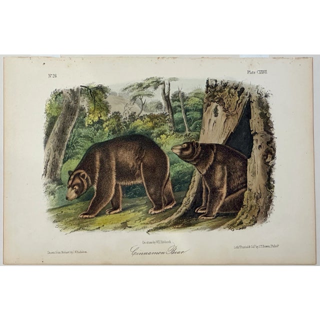 Figurative Cinnamon Bear Lithograph by John James Audubon, 1842 For Sale - Image 3 of 3