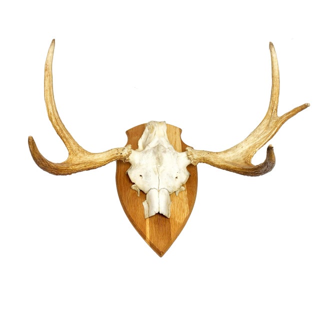 1980s Vintage Large Swedish Elk Taxidermy Skull Wall Mounting For Sale - Image 5 of 5