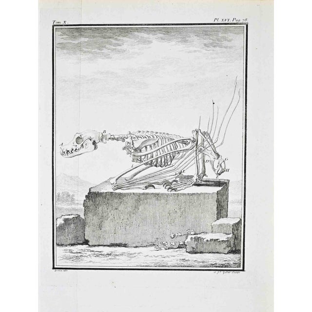 Jacques de Seve, Comparative Anatomy: Skeleton, Etching, 1771 For Sale
