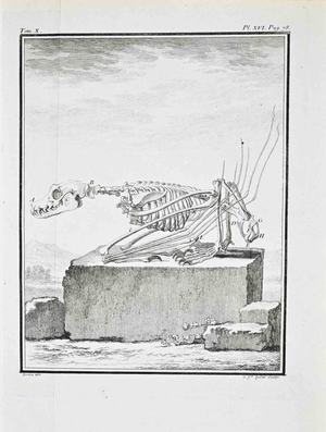 Jacques de Seve, Comparative Anatomy: Skeleton, Etching, 1771