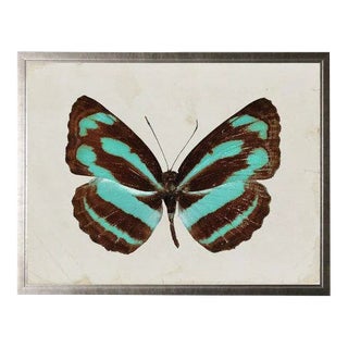Dark Brown and Turquoise Striped Butterfly For Sale