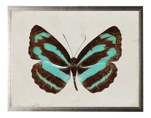 Dark Brown and Turquoise Striped Butterfly