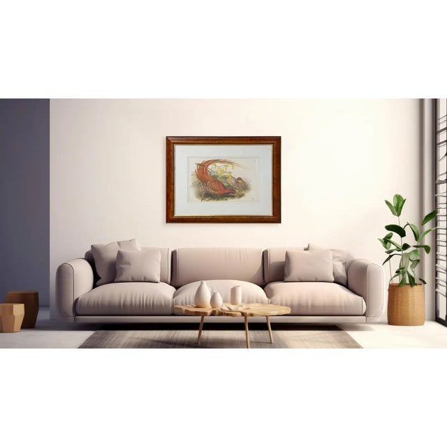 A large print of John Gould of Pheasant "Phasianus Soemmeringii" from his published book "Birds of Australia". John Gould...