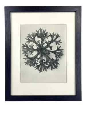 Framed Vintage Botanical Blossfeldt Print - No. 47