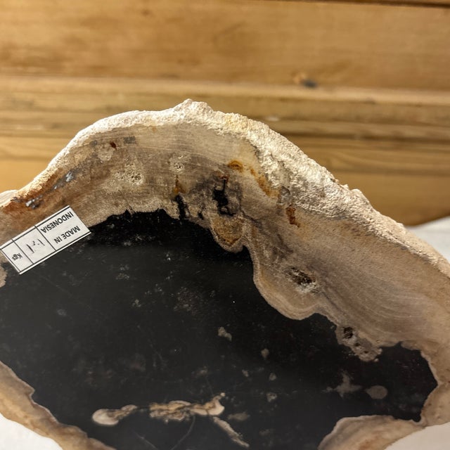 Live Edge Petrified Wood D For Sale - Image 9 of 11