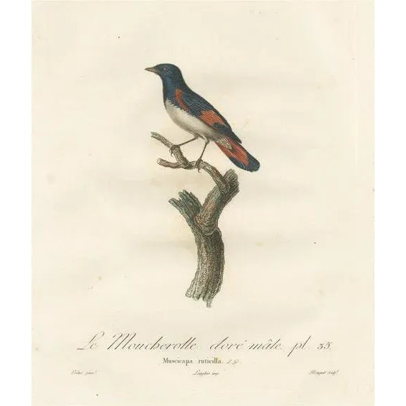 Louis Jean Pierre Vieillot, American Redstart Illustration, The Male Golden Flycatcher, Print For Sale - Image 6 of 6