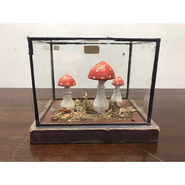 Wooden Mushrooms in Glass Dome, 1950s, in Good conditions. Designed 1950 to 1959