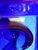 1980s Vintage Art Deco Nude Woman in a Pool Cobalt Blue Glass Soap, Jewelry, or Trinket Dish After Lalique Henrich Hoffmann For Sale - Image 5 of 7